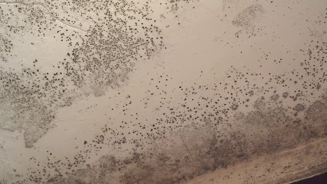 The growth of black mold in a damp room on the ceiling