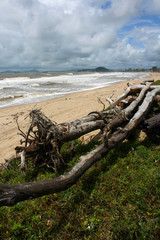 Fototapeta na wymiar Praia de Itajuba IMG_8499