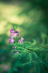 Beautiful flower and spruce branch