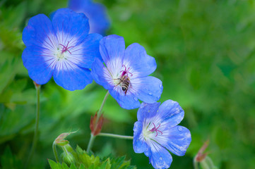 blue flowers with bees on a green garden