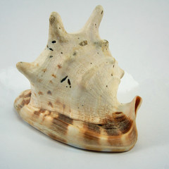 Large conch shell