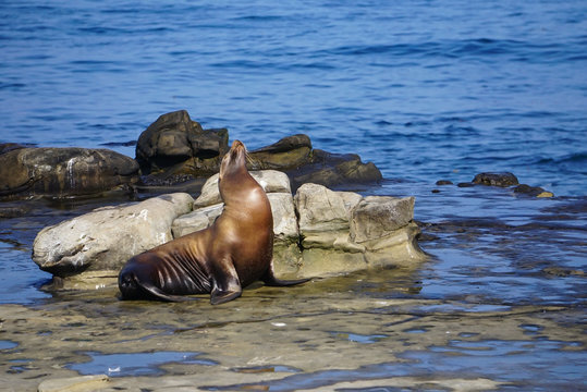 A Sea Lion sitting on the rocks of the coast