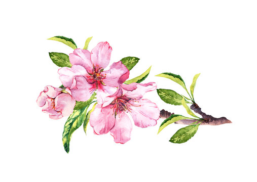 Pink sakura blossom, flourish spring twig of almond, cherry, apple . Floral water color