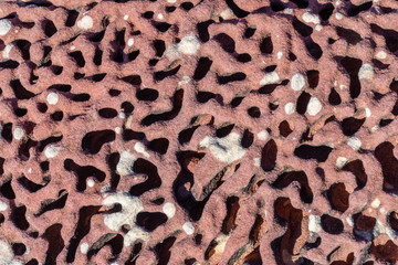 Petrified fossil coral reef structures in the Kalbarri National Park Australia