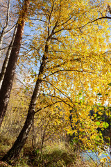Yellow birch foliage in forest