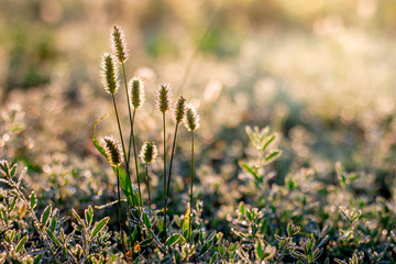 Herb with spikes in the rays of the morning light_