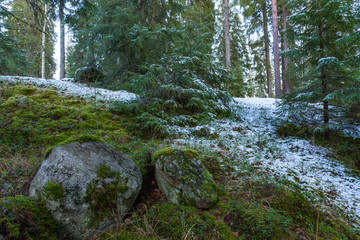 Small amount of snow in forest landscape