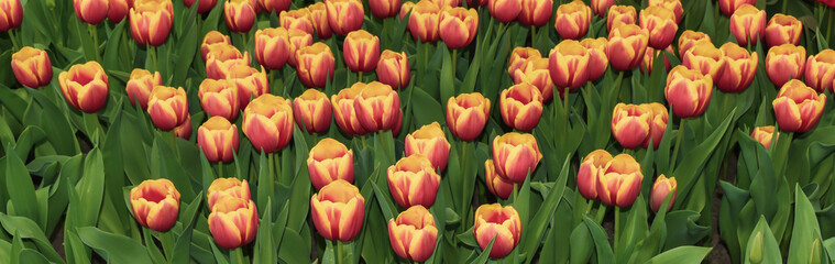 Fototapeta premium Colorful tulips blooming in spring in the famous Dutch tulip park. Taken in Keukenhof, Netherlands.