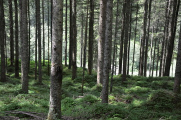 Alpen im Sommer