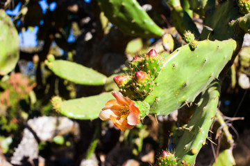 Kaktus, Nopal
