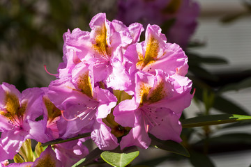 Rhododendron of the Academia Scientiarum species.