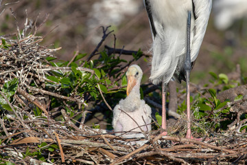 Baby stork in the nest with mother 