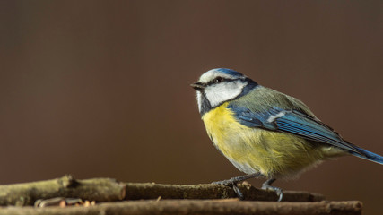 Oiseaux du Grésivaudan - Isère.