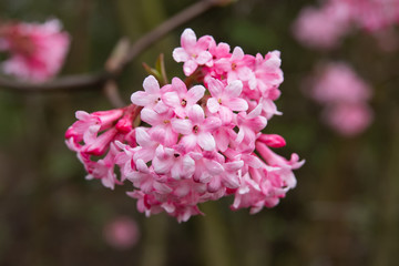 Winter Viburnum Flowers in Bloom in Winter