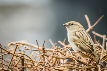 sparrow female