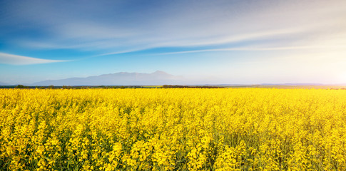 Fototapeta premium Vivid canola field in sunlight.