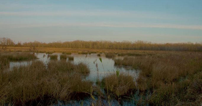 a marsh in eastern North Carolina