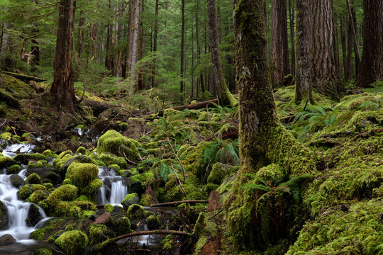 Olympic National Park, WA, USA. © Randy Klimek