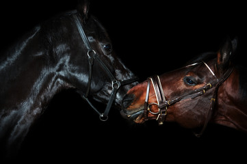 Fototapeta na wymiar Portrait of beautiful breed horses at black background.