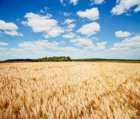 Captivating scene of the countryside with white fluffy clouds.
