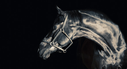 Portrait of beautiful black horse around black background. studio shot