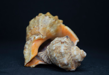 sea shell on white background