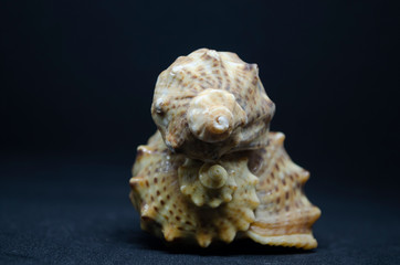 sea shell on black background