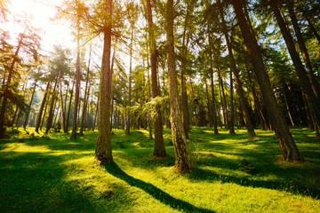 Magical woods in the morning sun. Fairy forest in springtime. - obrazy, fototapety, plakaty