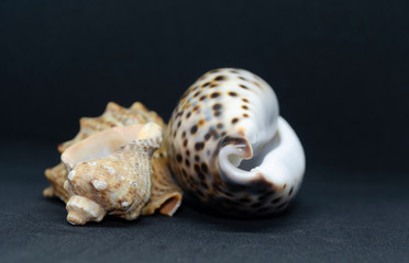 shell on a white background