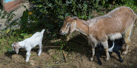 Naklejka na ściany i meble Mother and baby goats, Bhalu Khop Village, West Sikkim, Sikkim