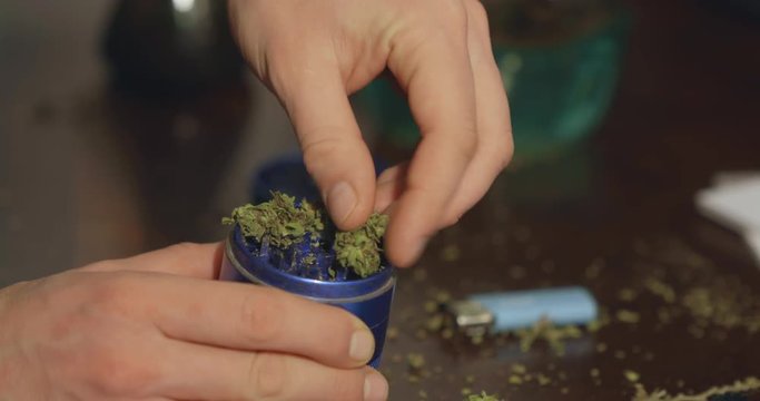 Cannabis buds being stuck into a blue grinder. Drug paraphernalia in the background.