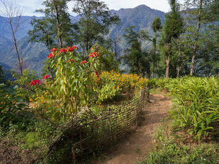Plants with mountain range in the background, Dentam Forest Block, Radhu Khandu Village, Sikkim, India