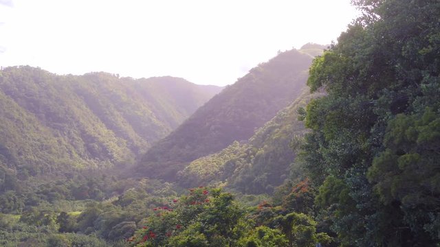 Aerial view of Hawaiian native flora and the mountainous jungle landscape.