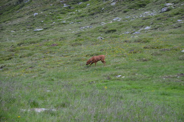 Alpen