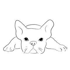 cute dog animal illustration