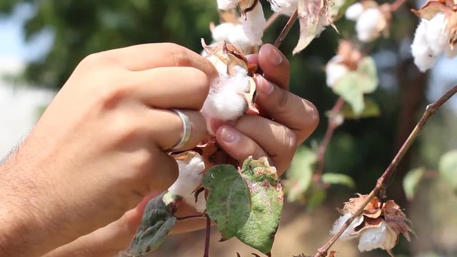 cotton plant ready to harvest