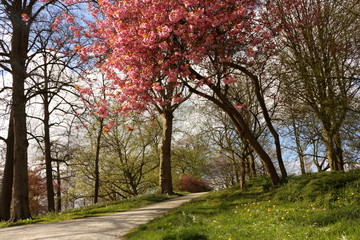 Spring in Leeuwarden, the Netherlands