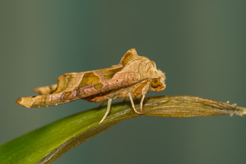 delicata