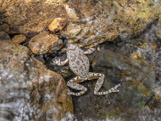 A frog resting just beneath the surface of the water