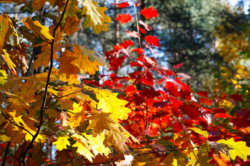 Lush colorful foliage in the autumn season