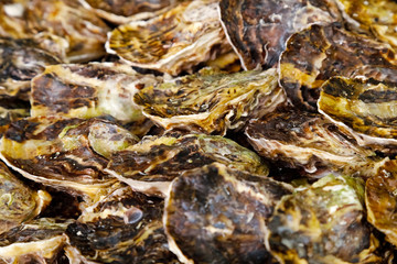 Mollusks at the market