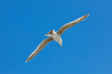 One seagull observes something in flight