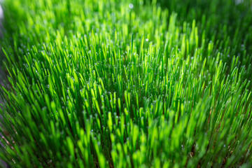 Green grass with water drops on a sunny day