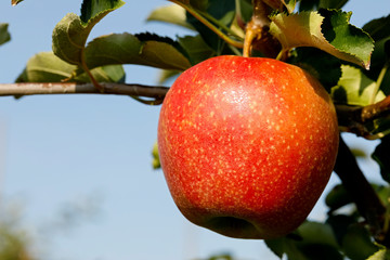 One whole apple seen in an orchard