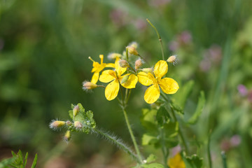 dandelion or celandine grow in a sunny meadow in spring and summer