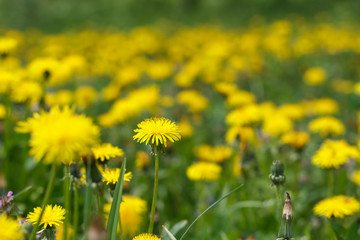 dandelion or celandine grow in a sunny meadow in spring and summer