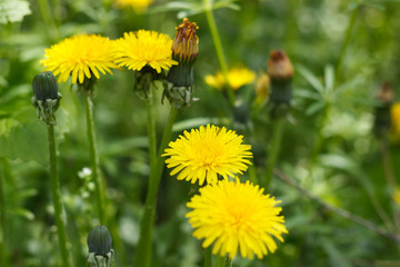 dandelion or celandine grow in a sunny meadow in spring and summer