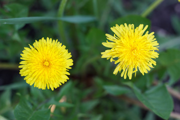 dandelion or celandine grow in a sunny meadow in spring and summer