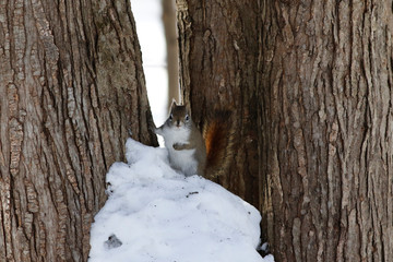 écureuil en hiver