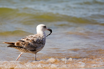 Seagull walks with something in his beak